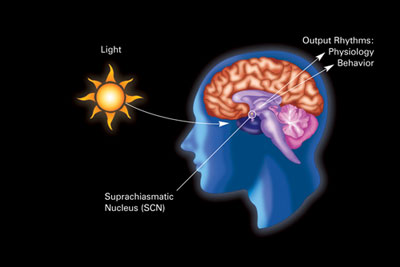 Effects of light type and quality on human circadian rhythm